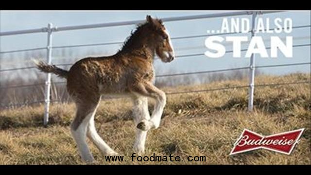 Budweiser's Clydesdale