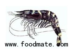 frozen black tiger shrimp