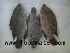 frozen nile tilapia