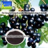 Black Currant Extract(5%-70% Anthocyanin)