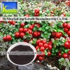 Lingonberry Extract(5%-70% Anthocyanin)