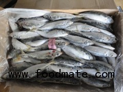 horse mackerel