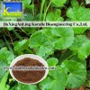 Centella Asiatica Extract( Asiaticoside)