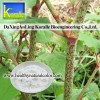 Giant Knotweed Extract(Resveratrol50%,98%)