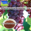 Grape Seeds Extract(95% OPC)