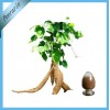 Kudzu Root P.E.   Pueraria Extract