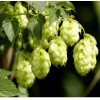 Hops Flower P.E