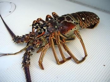 Spiny lobster