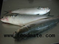 Grey mullet