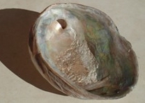 abalone