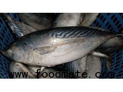 Skipjack Tuna