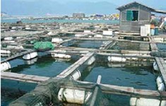 Aquaculture