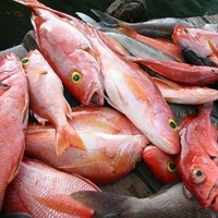 Red snapper