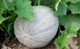 cantaloupe