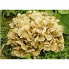 Maiitake Mushroom Extract