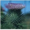 Milk Thistle Extract