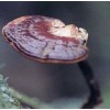 Reishi Mushroom Extract Powder