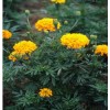 Marigold Flower Extract Powder