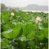 Lotus Leaf Extract Powder