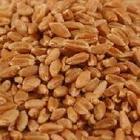 hard red winter wheat