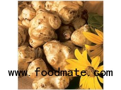 Jerusalem Artichoke Fresh Tuber