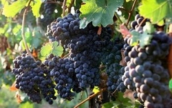 wine grapes