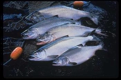 Pacific salmon