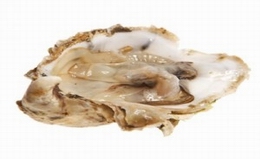 Drakes Bay Oyster 