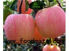 2012 fresh red fuji apple,apple