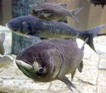 Asian carp