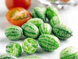 Cucamelon