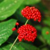 Ginseng Berry Extract