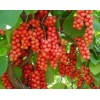 Schisandra Extract Powder