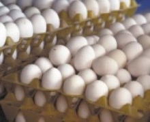 egg product