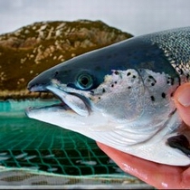 farmed salmon