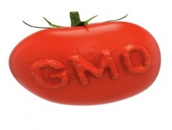 GMO