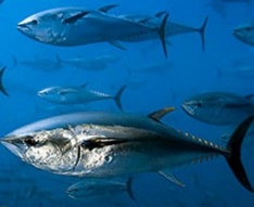 bluefin tuna