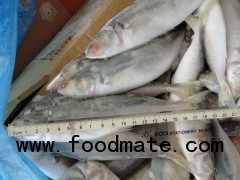 Horse Mackerel