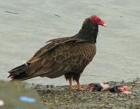 ground turkey 