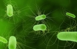 E.coli