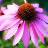 Echinacea Purpurea (Purple Coneflower) Extract Powder