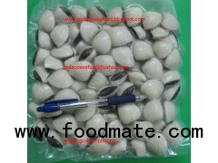 Frozen whole round white clam - Meretrix lyrata