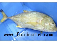 Frozen Bigeye Trevally WR