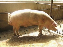 porcine epidemic diarrhea virus