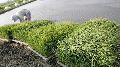 Farmers in Fukushima