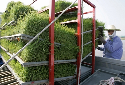 Farmers in Fukushima