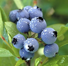 blueberry