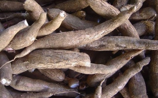 cassava