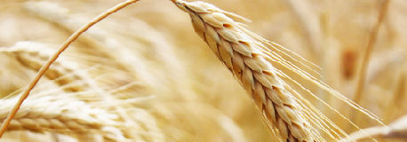 wheat