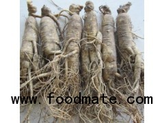 Ginseng,Panax ginseng, Asian ginseng